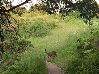 Tilden Park deer